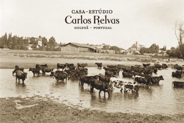 &quot;Touros, Cavalos e Campo&quot; - Exposição de Fotografias de Carlos Relvas. Na Casa-Estúdio Carlos Relvas de 4 de setembro a 1 de novembro